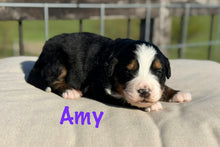 Load image into Gallery viewer, Amy (Adopted)