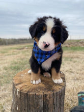 Load image into Gallery viewer, Washington (ADOPTED)