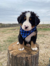 Load image into Gallery viewer, Washington (ADOPTED)