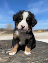 Load image into Gallery viewer, Washington (ADOPTED)