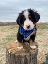 Load image into Gallery viewer, Washington (ADOPTED)