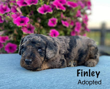 Load image into Gallery viewer, Finley f1b Mini Bernedoodle (Adopted)
