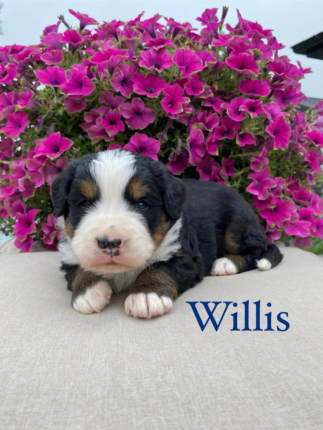 Willis AKC Bernese Mountain Dog