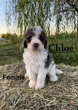 Load image into Gallery viewer, Chloe F1b mini Bernedoodle  Female
