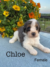 Load image into Gallery viewer, Chloe F1b mini Bernedoodle  Female
