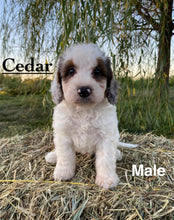 Load image into Gallery viewer, Cedar F1b Mini Bernedoodle male
