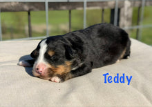 Load image into Gallery viewer, Teddy
