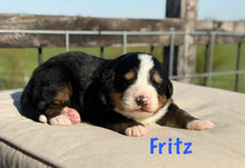 Load image into Gallery viewer, Fritz (Adopted)

