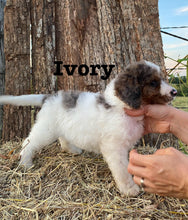 Load image into Gallery viewer, Ivory F1b Mini Bernedoodle Female
