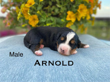 Load image into Gallery viewer, Arnold AKC Bernese Mountain Dog
