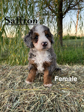 Load image into Gallery viewer, Saffron F1b Mini Bernedoodle (Adopted)
