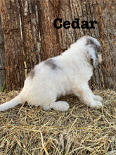 Load image into Gallery viewer, Cedar F1b Mini Bernedoodle male
