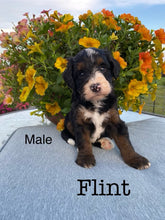 Load image into Gallery viewer, Flint F1b Mini Bernedoodle (Adopted)
