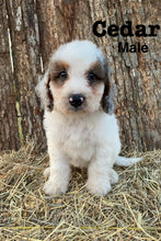 Load image into Gallery viewer, Cedar F1b Mini Bernedoodle male
