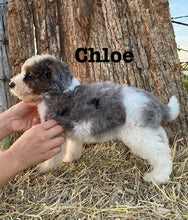 Load image into Gallery viewer, Chloe F1b mini Bernedoodle  Female
