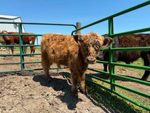 Load image into Gallery viewer, Chester- Scottish highland Galloway Steer
