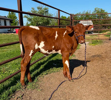 Load image into Gallery viewer, Audrey- Milking shorthorn heifer
