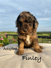 Load image into Gallery viewer, Finley f1b Mini Bernedoodle (Adopted)
