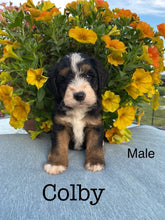 Load image into Gallery viewer, Colby F1b Mini Bernedoodle (Adopted)
