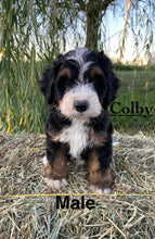 Load image into Gallery viewer, Colby F1b Mini Bernedoodle (Adopted)
