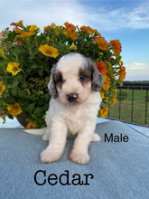 Load image into Gallery viewer, Cedar F1b Mini Bernedoodle male
