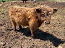 Load image into Gallery viewer, Chester- Scottish highland Galloway Steer
