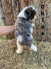 Load image into Gallery viewer, Chloe F1b mini Bernedoodle  Female
