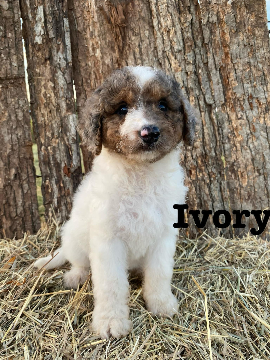 Ivory F1b Mini Bernedoodle Female