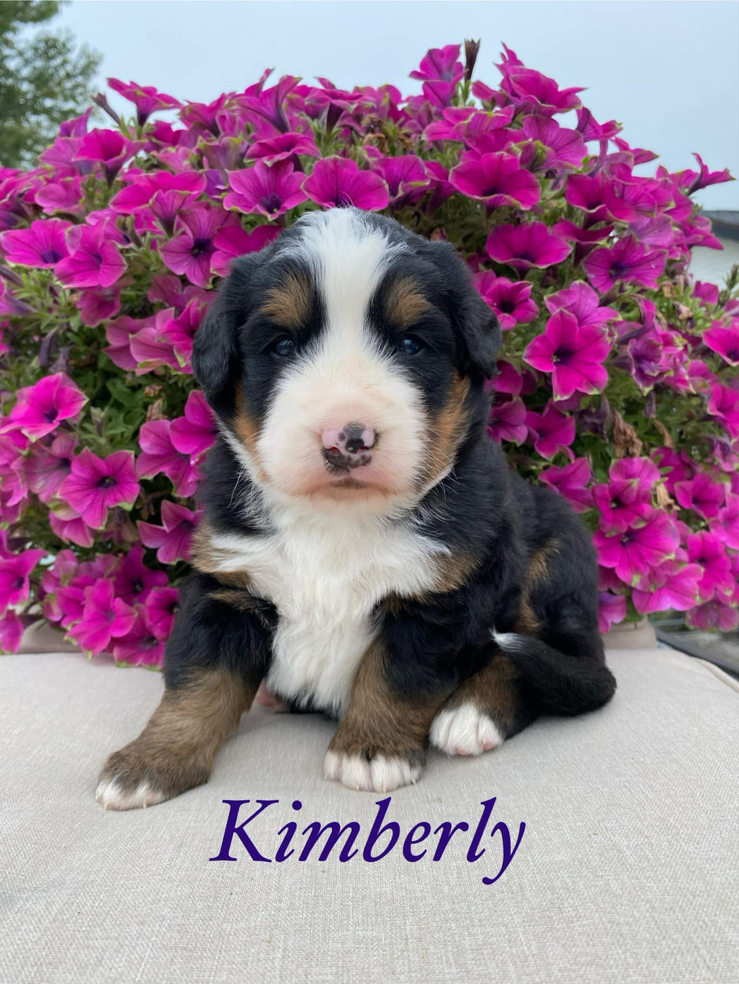 Kimberly AKC Bernese Mountain Dog