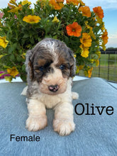 Load image into Gallery viewer, Olive F1b Mini Bernedoodle (ADOPTED)
