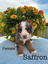 Load image into Gallery viewer, Saffron F1b Mini Bernedoodle (Adopted)
