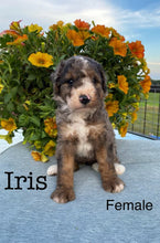 Load image into Gallery viewer, Iris (Adopted)
