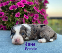 Load image into Gallery viewer, Jane F1b mini bernedoodle (Adopted)
