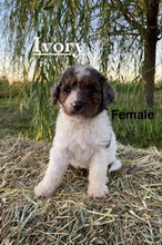 Load image into Gallery viewer, Ivory F1b Mini Bernedoodle Female
