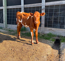 Load image into Gallery viewer, Audrey- Milking shorthorn heifer
