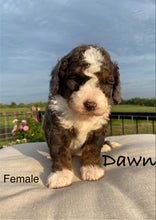 Load image into Gallery viewer, Dawn F1b Mini Bernedoodle (Adopted)
