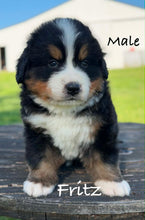 Load image into Gallery viewer, Fritz (Adopted)

