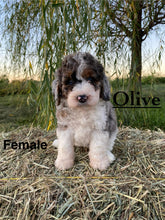 Load image into Gallery viewer, Olive F1b Mini Bernedoodle (ADOPTED)
