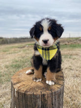 Load image into Gallery viewer, Albert (ADOPTED)

