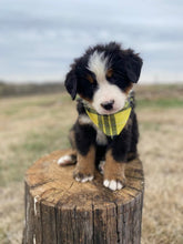 Load image into Gallery viewer, Albert (ADOPTED)
