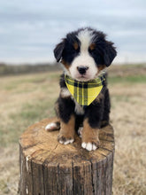 Load image into Gallery viewer, Albert (ADOPTED)
