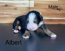 Load image into Gallery viewer, Albert (ADOPTED)
