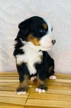 Load image into Gallery viewer, Albert (ADOPTED)

