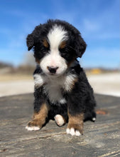 Load image into Gallery viewer, Albert (ADOPTED)

