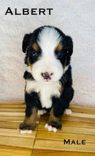 Load image into Gallery viewer, Albert (ADOPTED)
