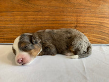 Load image into Gallery viewer, Alphie (ADOPTED)
