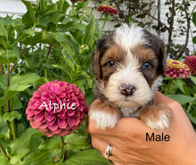 Load image into Gallery viewer, Alphie (ADOPTED)
