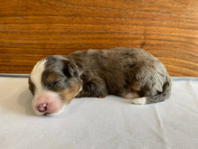Load image into Gallery viewer, Alphie (ADOPTED)
