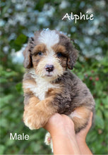 Load image into Gallery viewer, Alphie (ADOPTED)
