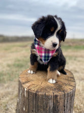Load image into Gallery viewer, Amelia(ADOPTED)
